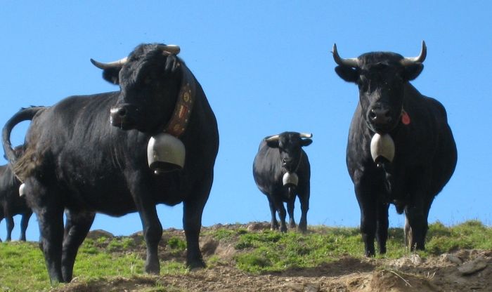 Randonnées dans les Alpes valaisannes