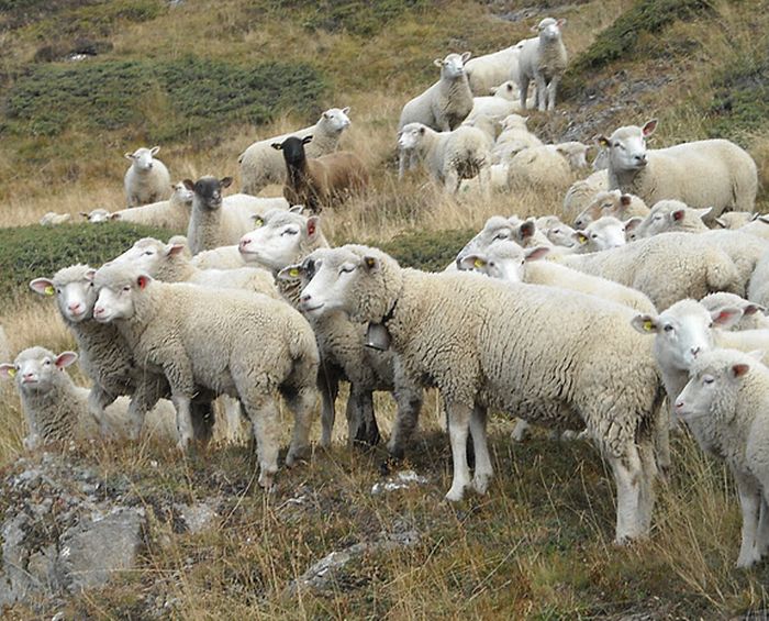 Randonnées dans les Alpes valaisannes