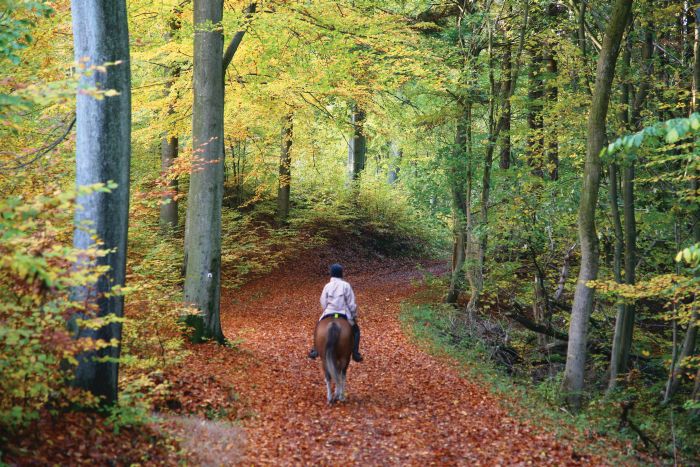 Randonnées à la Mühlviertl Alm (Alpages)