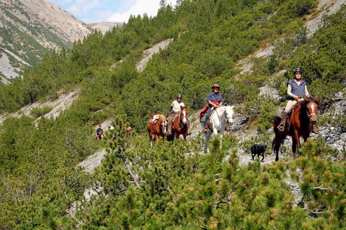 Randonnées panoramiques à travers les Alpes