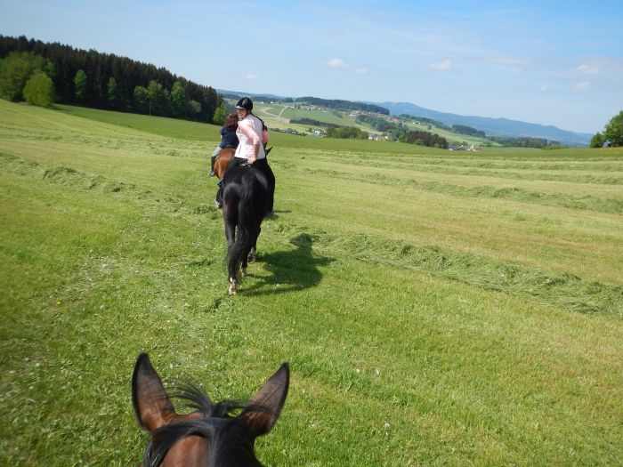 Paradis équestre dans le Mühlviertel
