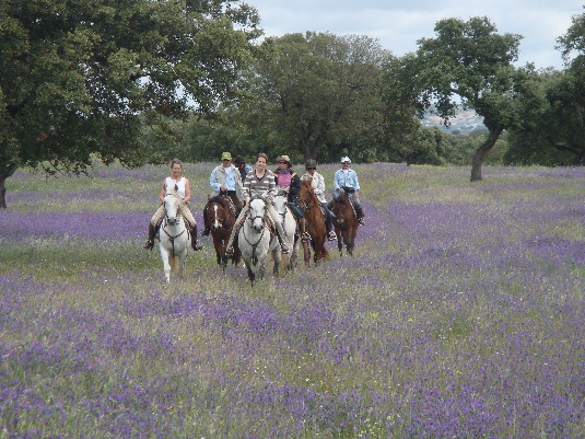 La randonnée des chevaux royaux.