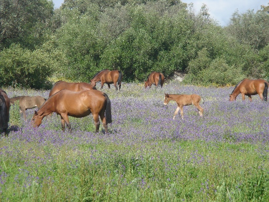 La randonnée des chevaux royaux.