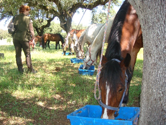 La randonnée des chevaux royaux.