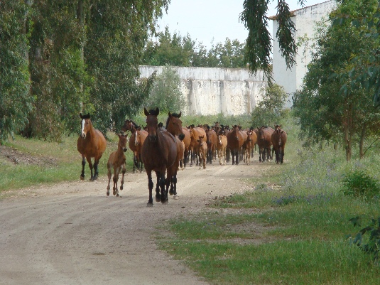 La randonnée des chevaux royaux.