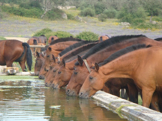 La randonnée des chevaux royaux.