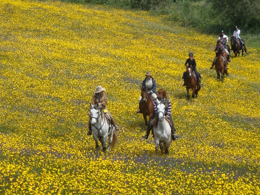 La randonnée des chevaux royaux.