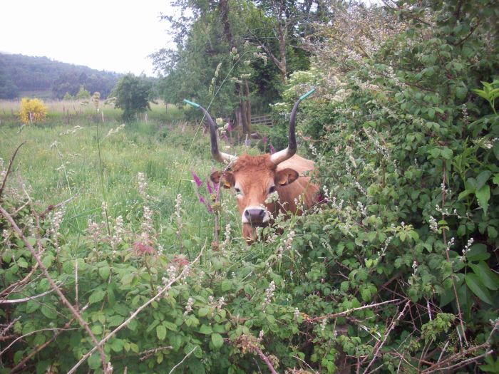 Sentier des chevaux sauvages