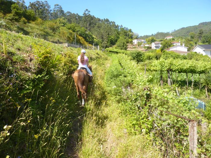 Sentier des chevaux sauvages