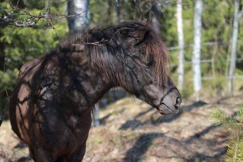 Une semaine au cœur de la Finlande