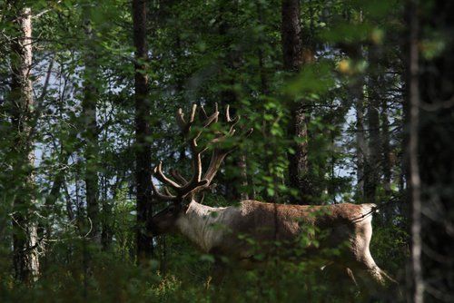 Une semaine au cœur de la Finlande