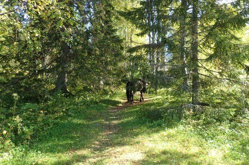 Une semaine au cœur de la Finlande