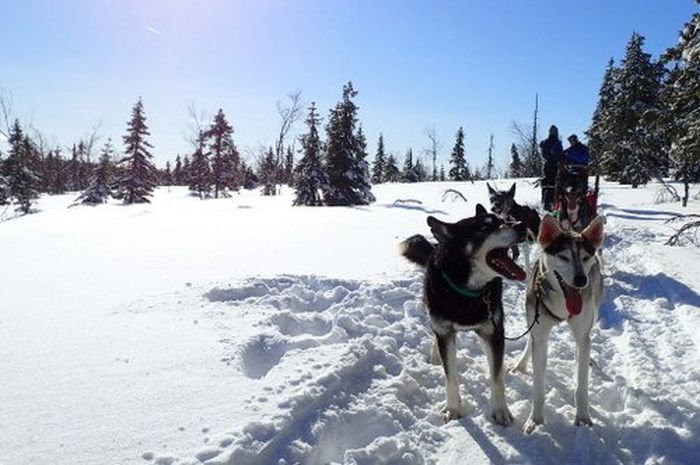 Aventures hivernales au cœur de la Finlande