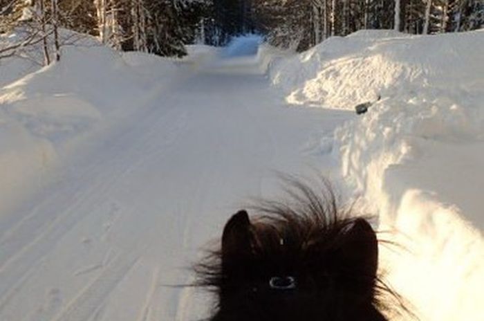 Aventures hivernales au cœur de la Finlande
