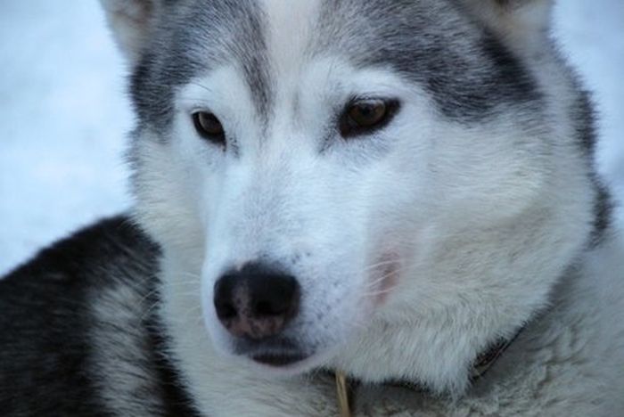 Aventures hivernales au cœur de la Finlande