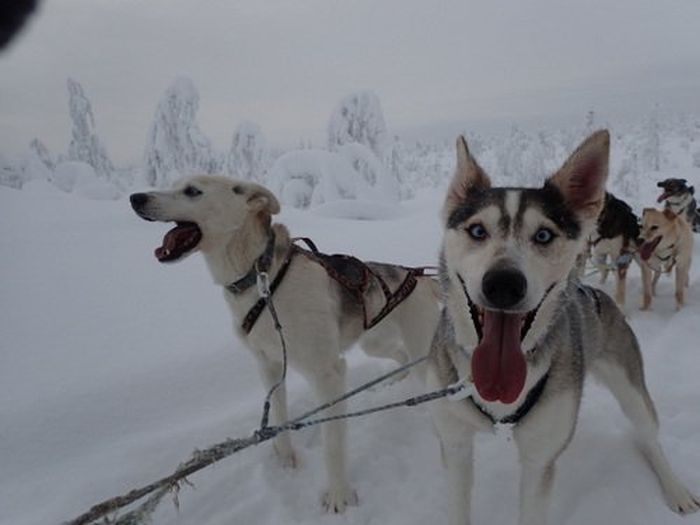 Aventures hivernales au cœur de la Finlande