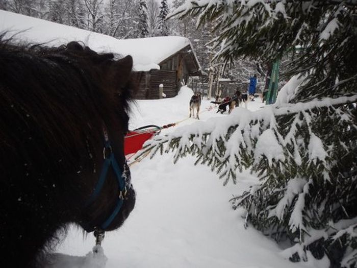 Aventures hivernales au cœur de la Finlande