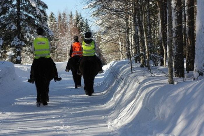 Aventures hivernales au cœur de la Finlande