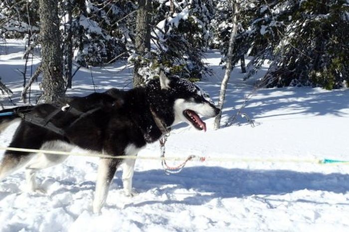 Aventures hivernales au cœur de la Finlande