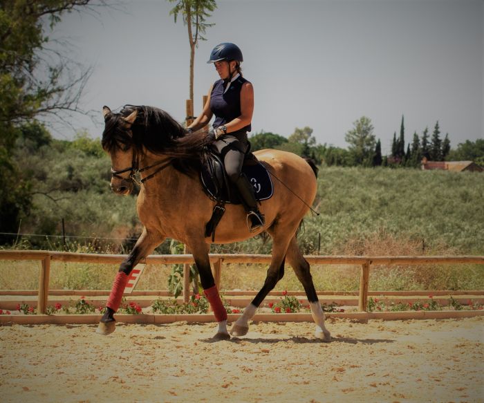 Dressage intensif à Séville