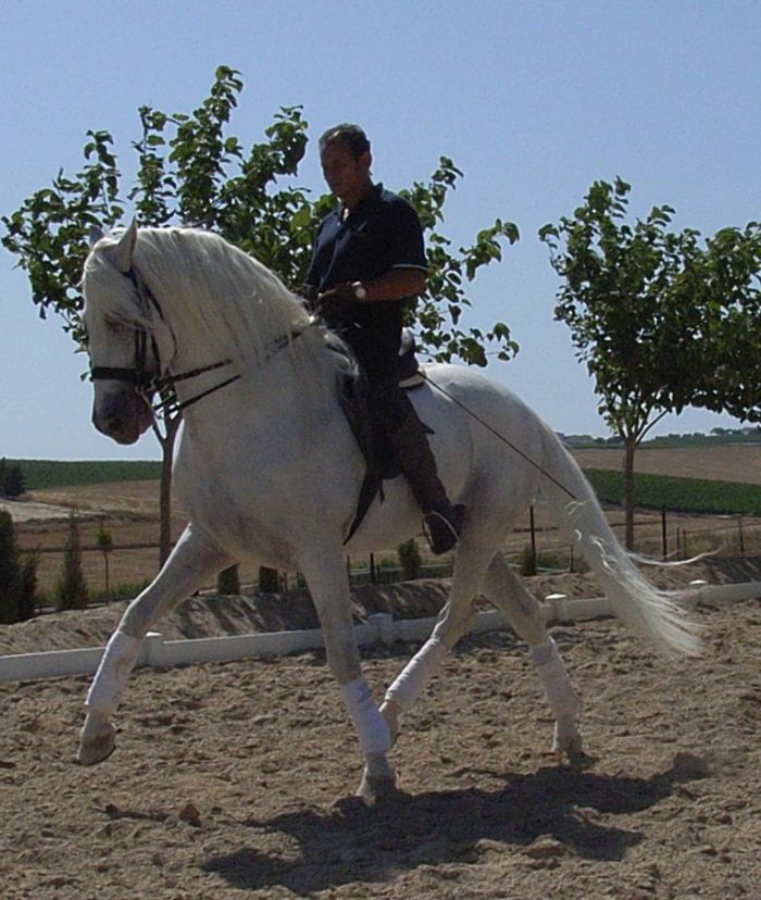 Dressage intensif à Séville