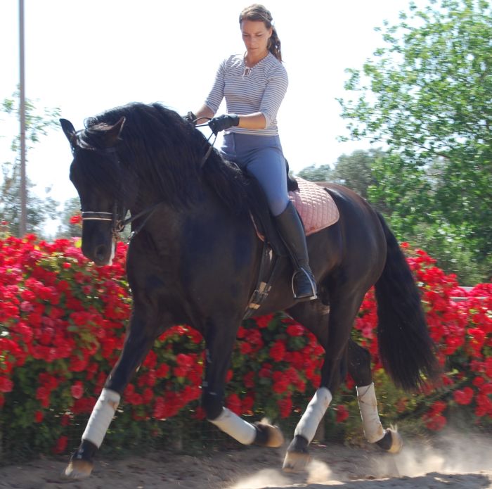 Dressage intensif à Séville