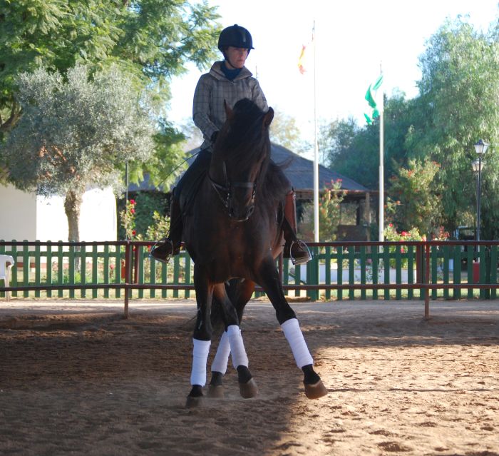 Dressage intensif à Séville