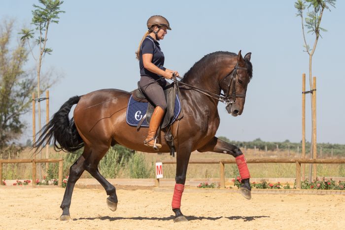 Dressage intensif à Séville