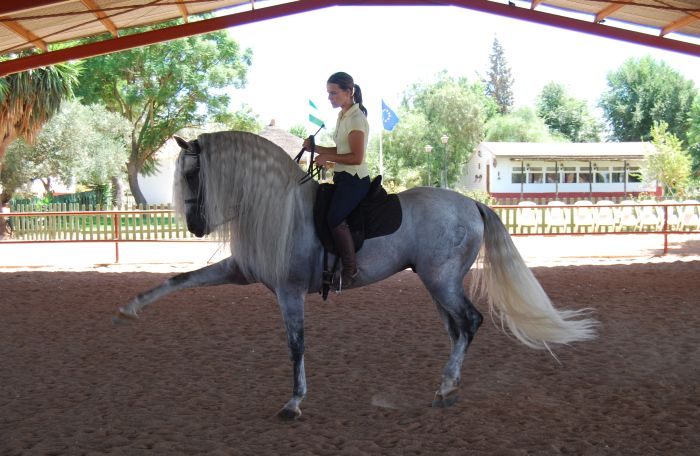 Dressage intensif à Séville