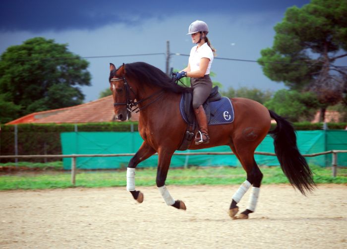 Dressage intensif à Séville
