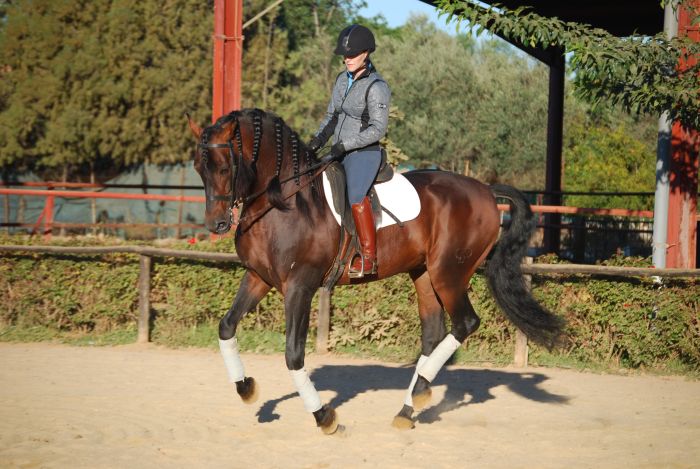 Dressage intensif à Séville