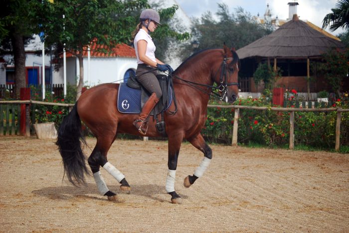 Dressage intensif à Séville