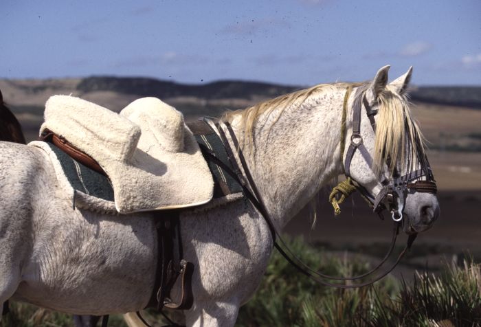 Rancho La Paz - Haras andalou