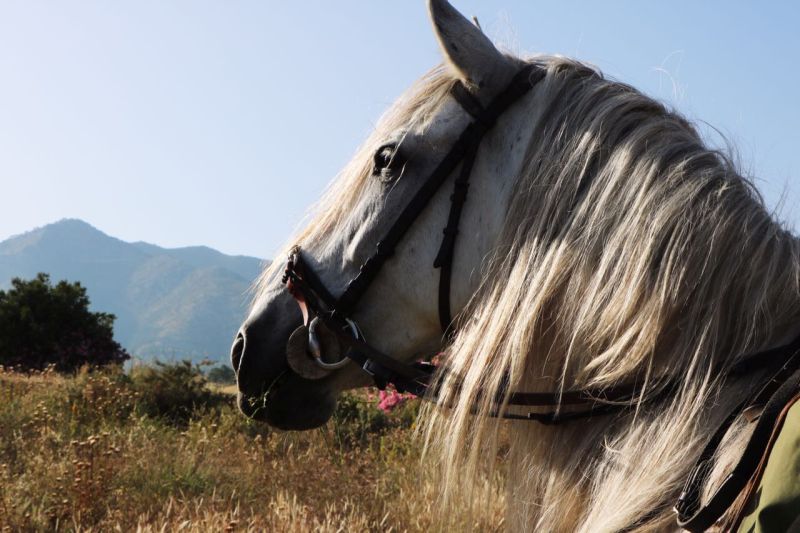 Rancho La Paz - Haras andalou