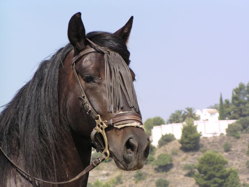 Rancho La Paz - Haras andalou