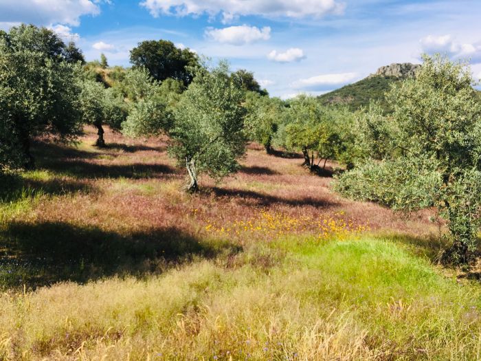 Sur les traces des conquistadors