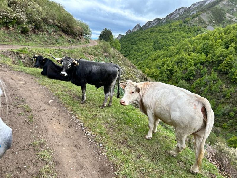 Cider Trail à travers les Asturies