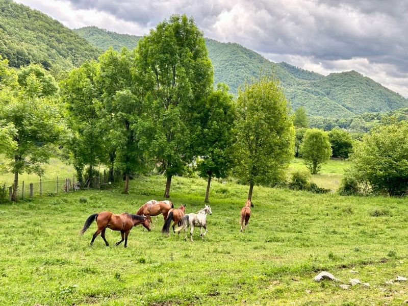 Cider Trail à travers les Asturies