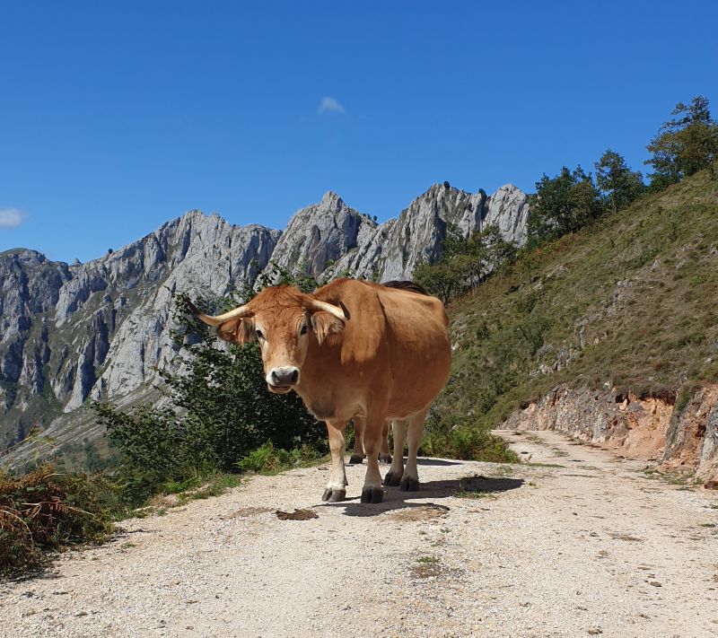 Cider Trail à travers les Asturies
