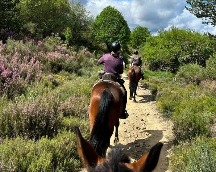 Camino de Santiago - Chemin de Saint-Jacques-de-Compostelle