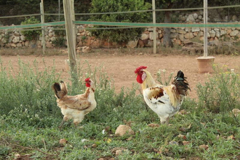 Finca Llevant : Majorque dans toute sa diversité