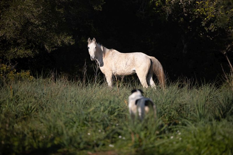 Finca Llevant : Majorque dans toute sa diversité