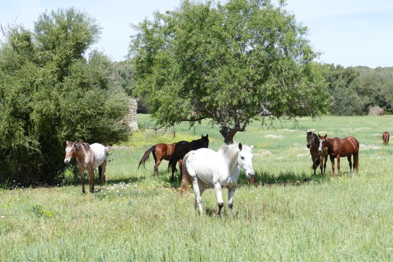 Finca Llevant : Majorque dans toute sa diversité