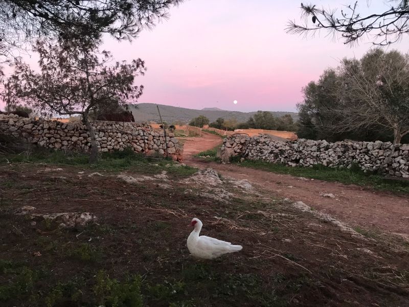 Finca Llevant : Majorque dans toute sa diversité