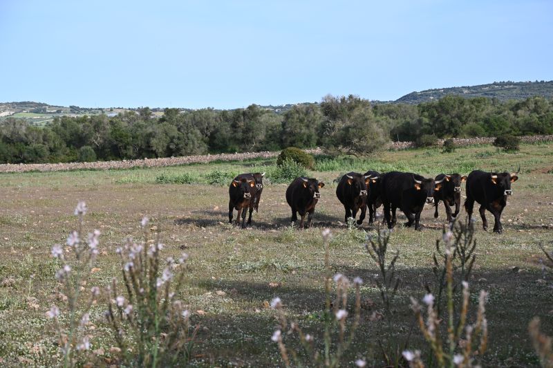 Finca Llevant : Majorque dans toute sa diversité