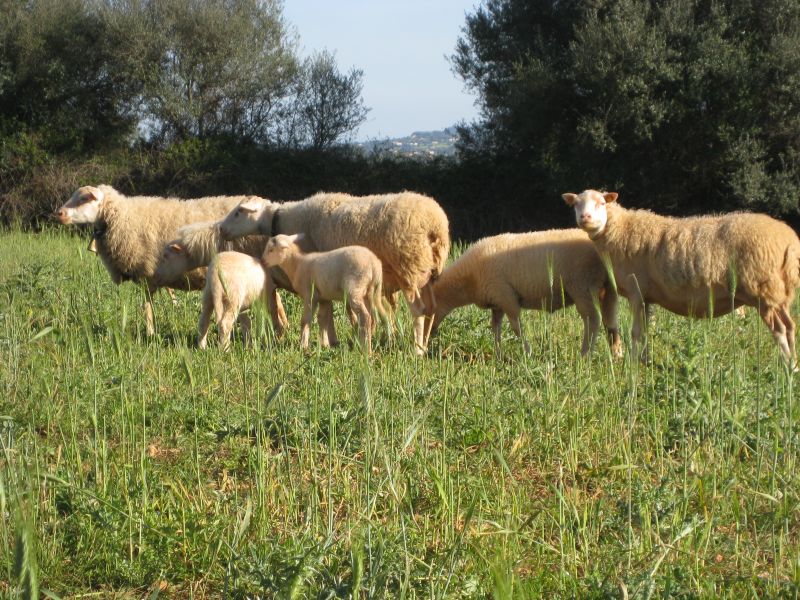 Finca Llevant : Majorque dans toute sa diversité
